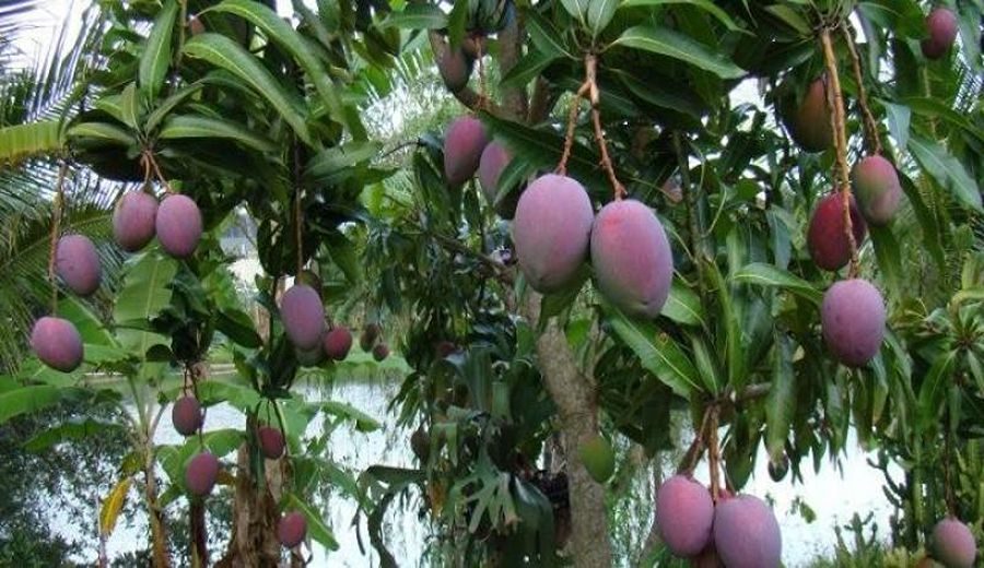 “Si hay un Niño Global se exportará mango desde Perú sólo vía aérea, porque vía marítima se complicaría