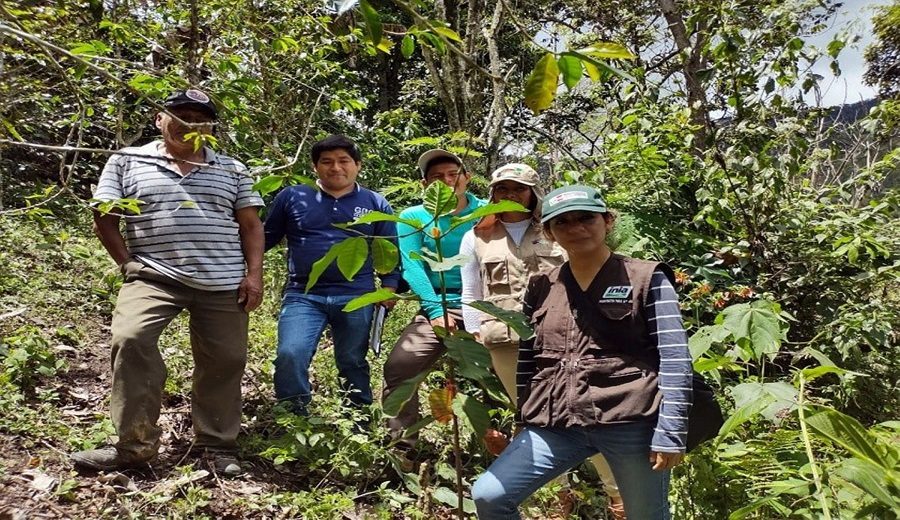 Siembran plantones del emblemático árbol de la quina de alta calidad genética en Cajamarca