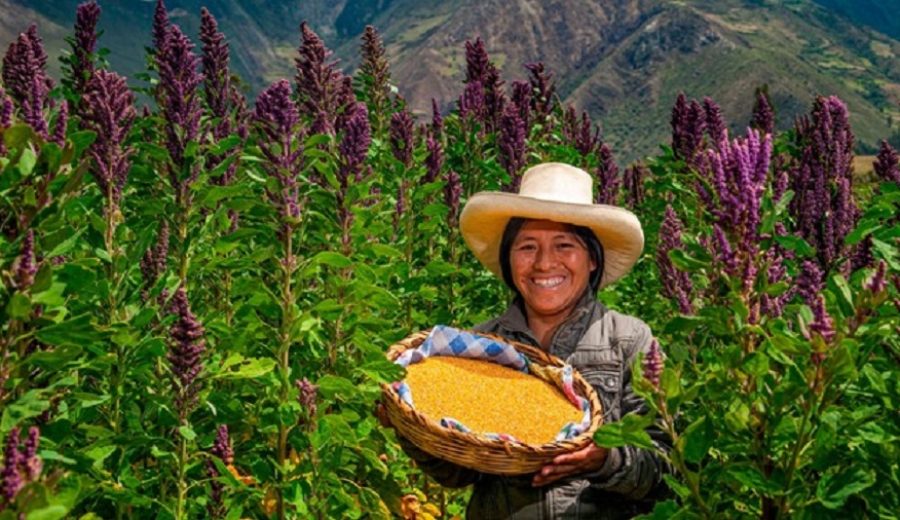 Sistemas alimentarios en el Perú representan 35% del PBI y son fuente de empleo en el agro