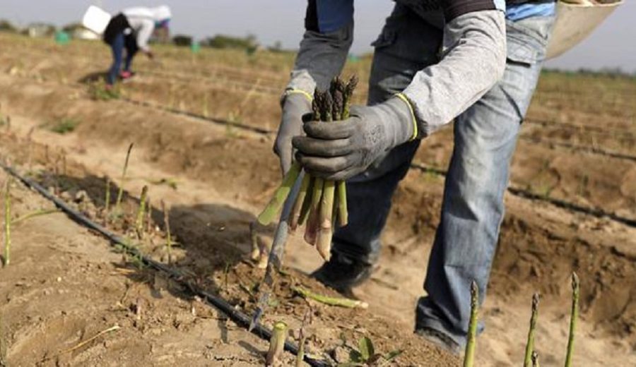 Sunafil Más de 44,000 trabajadores del agro fueron incorporados a planilla electrónica