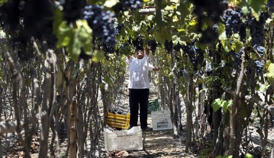 Surgen amenazas para continuar los cultivos de uva pisquera en Ica
