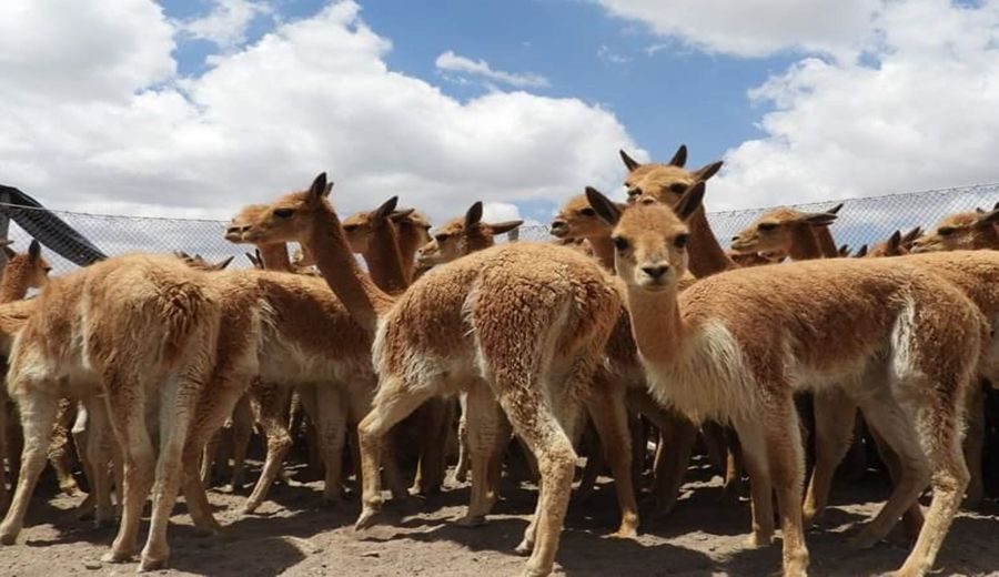 Tacna países andinos intercambian experiencias sobre la conservación y esquila de vicuña
