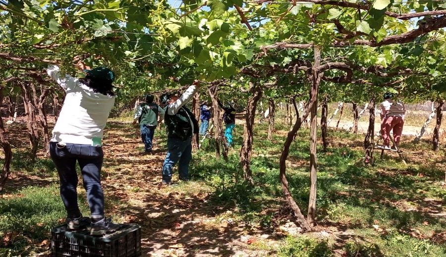 Tecnología agraria ayudará a mejorar calidad exportable de la uva de mesa de Moquegua