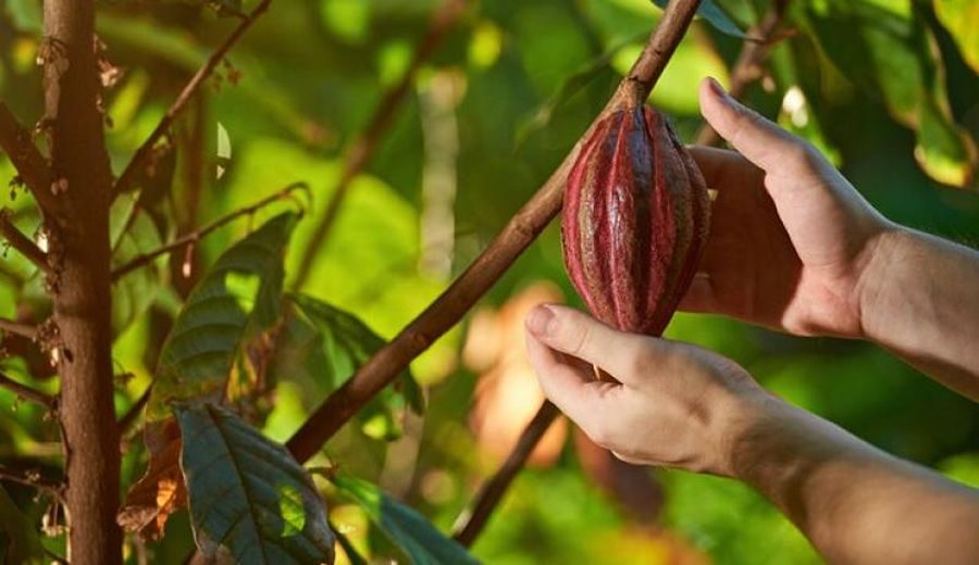 Tendencia Al Alza: Exportaciones de Cacao Peruano Aumentan 58%
