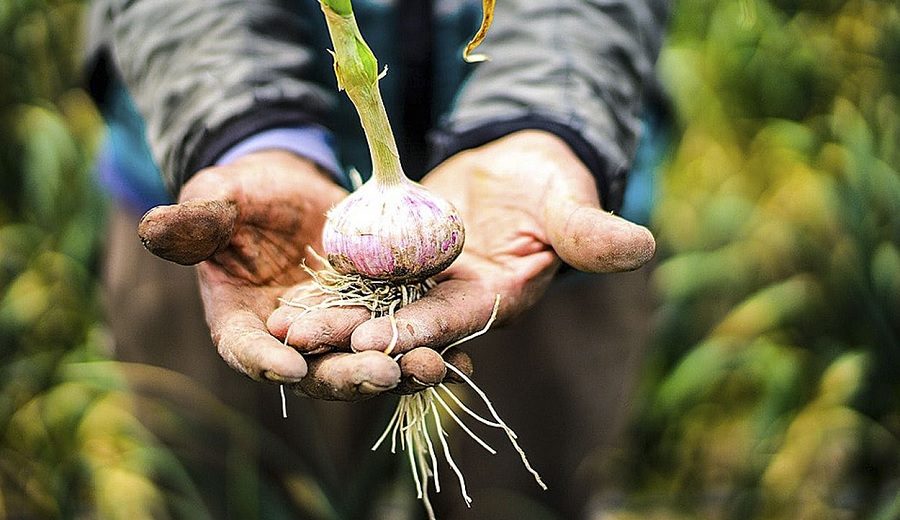 Tras una década, Midagri anuncia el “V Censo Nacional Agropecuario” para el 2022