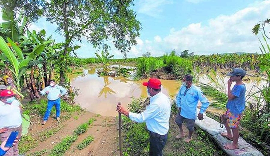 Tumbes 2.790 hectáreas de cultivo afectadas tras desborde de río