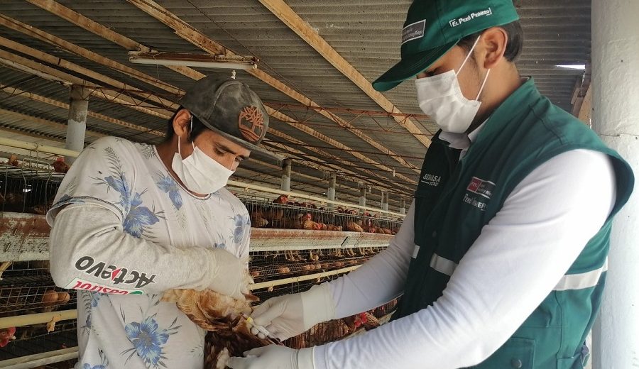 Vigilancia activa del SENASA monitorea condición sanitaria de aves en Arequipa