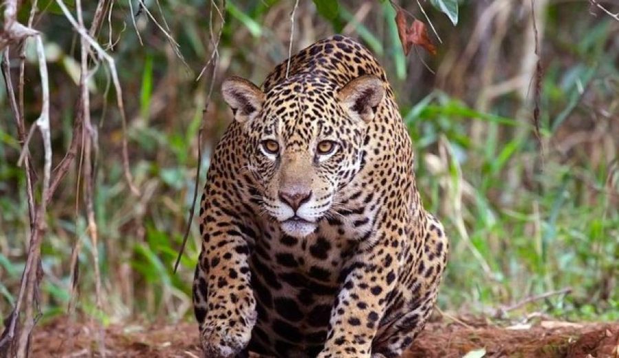 httpwww.agronline.penoticiasmafias-arremeten-contra-la-poblacion-de-jaguares-en-iquitos