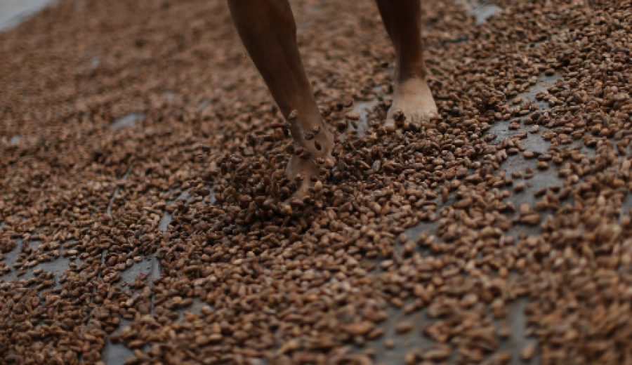 httpwww.agronline.penoticiasminagri-exportaciones-de-cacao-y-cafe-superaran-los-us-1100-millones-en-2017