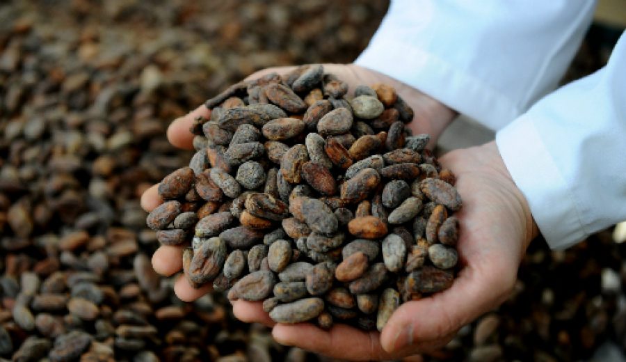 httpwww.agronline.penoticiassuperavit-proyectado-para-el-cacao-bajara-precios-del-chocolate
