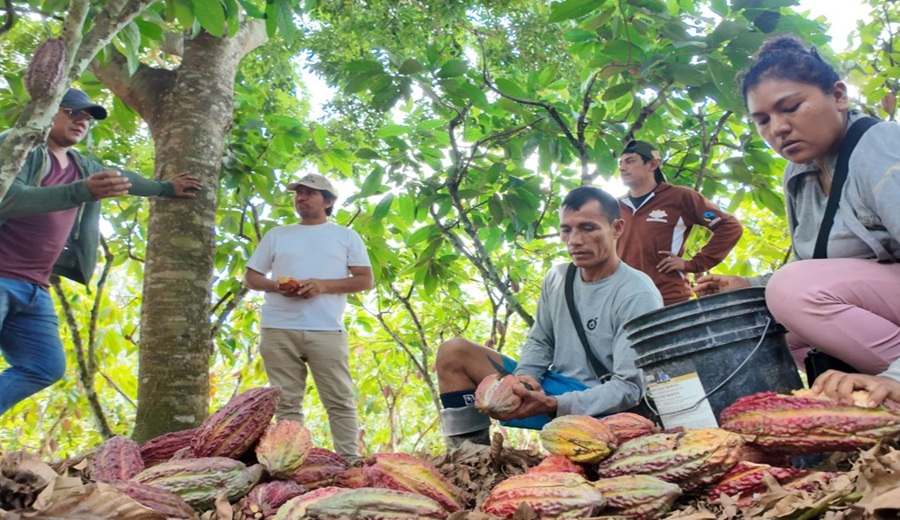 Cacao orgánico de San Martín llega a Italia bajo estándares de sostenibilidad