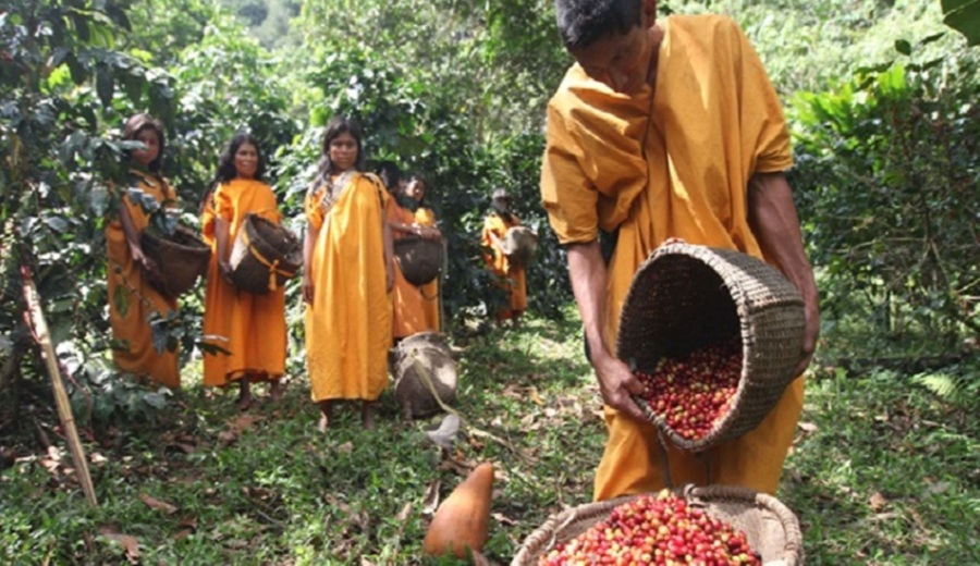 Con manejo sostenible, comunidades protegen 70,000 ha de Amazonía peruana