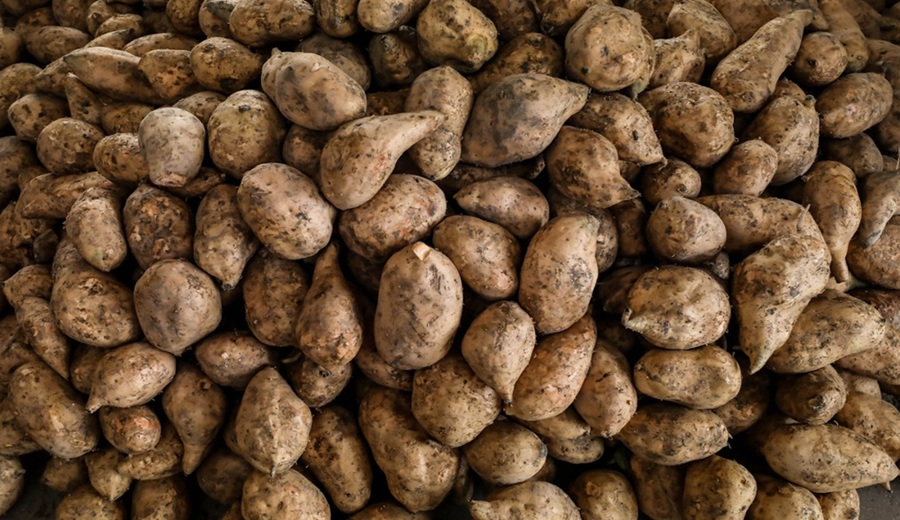 En los mercados mayoristas hubo ofertas de camote, olluco, yuca, melón, tuna, uva y otros