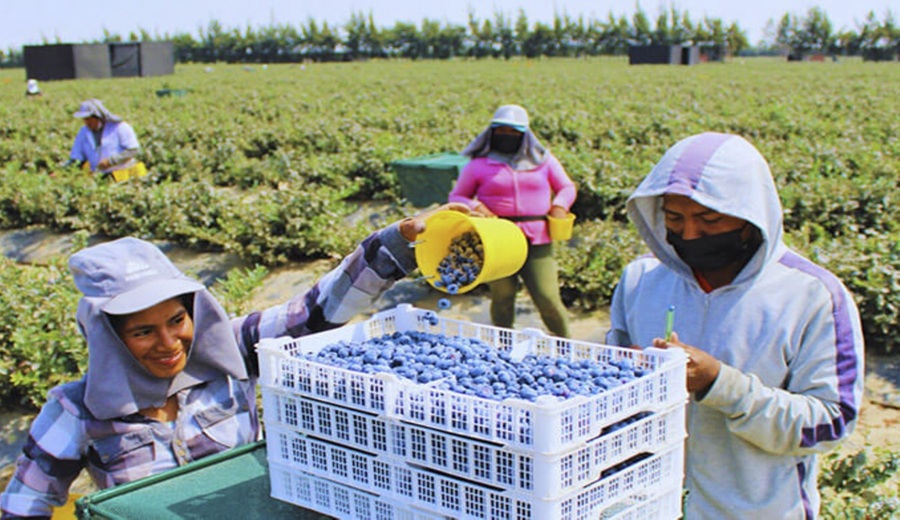 Exportaciones Agrarias No Tradicionales Aumentaron 27.1% en Marzo, Según el BCR