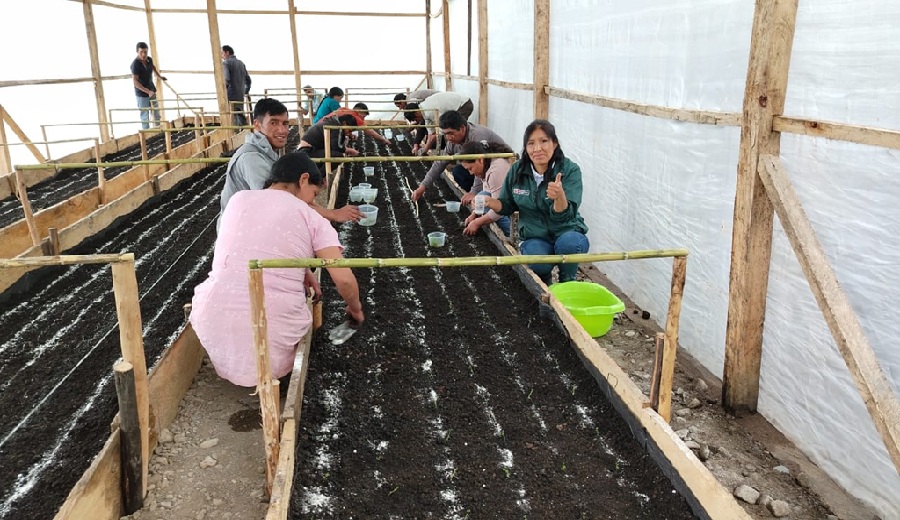 Gobierno Regional Piura e INIA inauguran primer invernadero de semilla de papa en Huancabamba