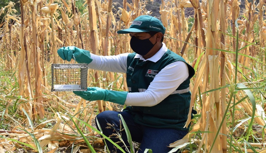 INIA Arequipa desarrolla nueva variedad de frejol canario camanejo adaptable y resistente a plagas
