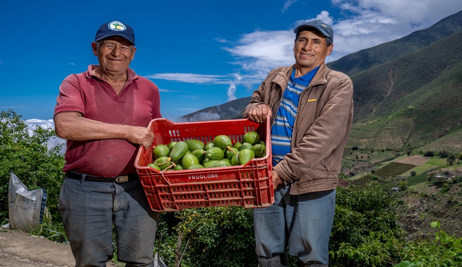 MIDAGRI El 97% de la palta Hass que produce Perú procede de pequeños agricultores con menos de 5 hectáreas