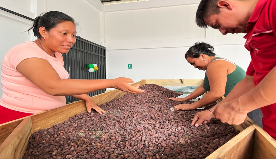 MIDAGRI Perú se alista para exportar café y cacao sostenibles bajo reglamento europeo EUDR