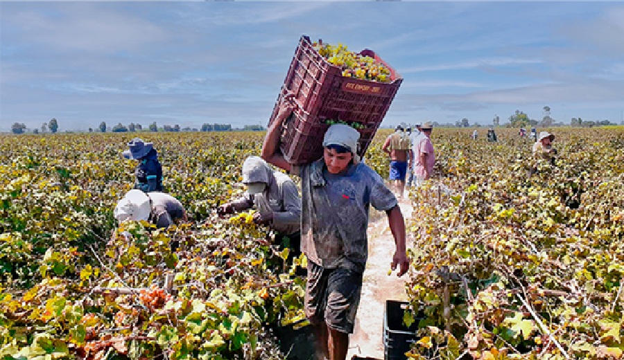 MIDAGRI articula venta directa de 161 toneladas de uva de productores de Cañete a la industria pisquera