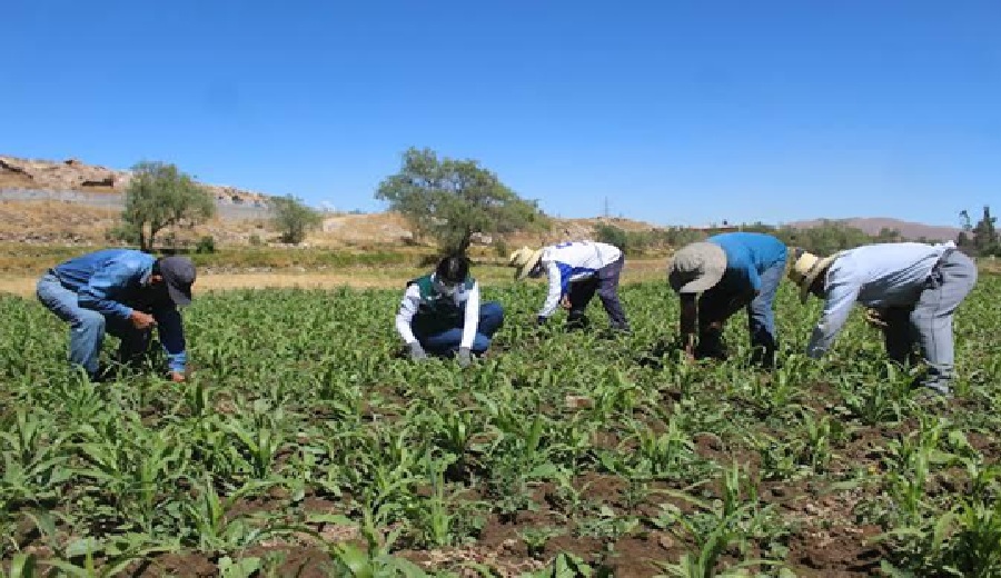 Midagri prioriza a pequeños agricultores con el 70% de su inversión