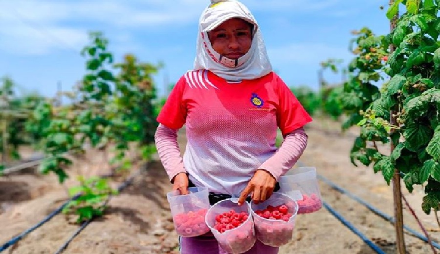 Organizan Primer Foro Internacional de la Frambuesa, en busca de diversificar su producción