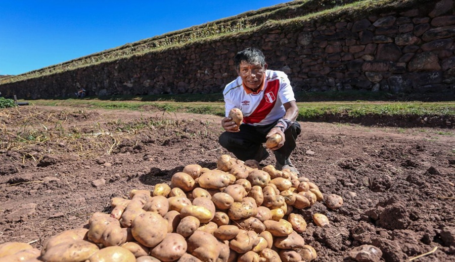 Perú logra el acceso para la exportación de papa al mercado brasileño