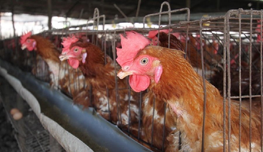 SENASA suspende importación de productos avícolas desde Brasil para prevenir ingreso de virus al Perú