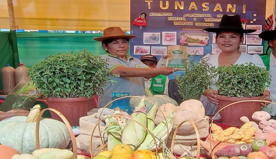 Tacna impulsa el consumo del orégano con festival regional y feria andina