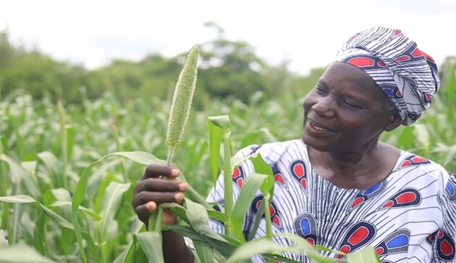 Zimbabue apuesta por la agricultura de conservación para enfrentar la sequía