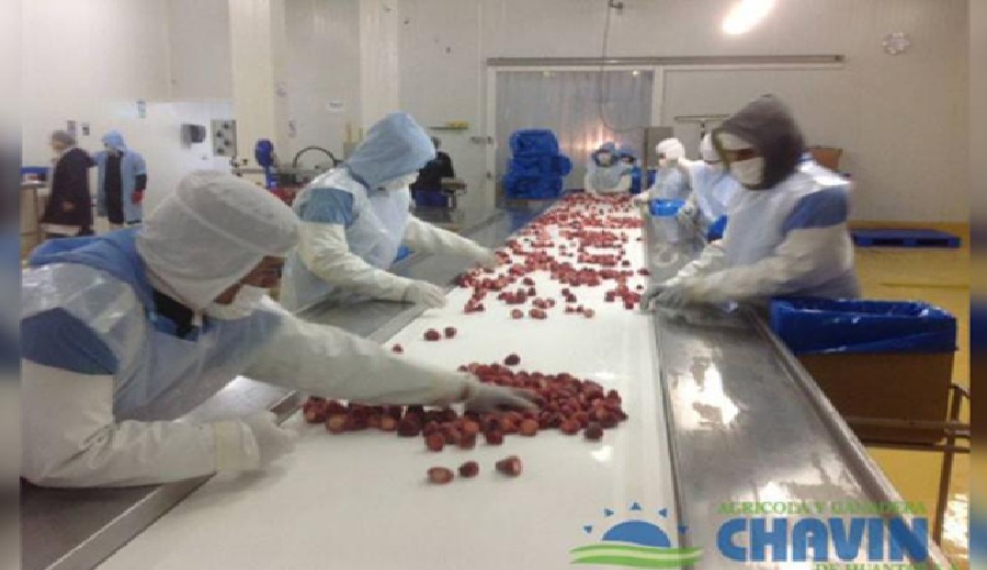 Agrícola Chavín evalúa establecer operaciones en Tailandia para expandirse en Asia