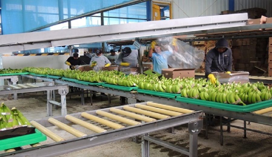 Agronorperú proyecta exportar 140 contenedores de banano a Europa y Asia en 2025