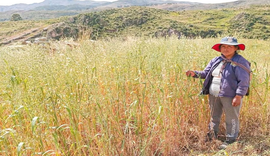 Ayacucho heladas causan la pérdida de más de 2,000 hectáreas de cultivos