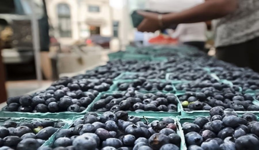 Camposol inaugura campaña 202526 con primer envío de arándanos peruanos a Asia desde Chancay