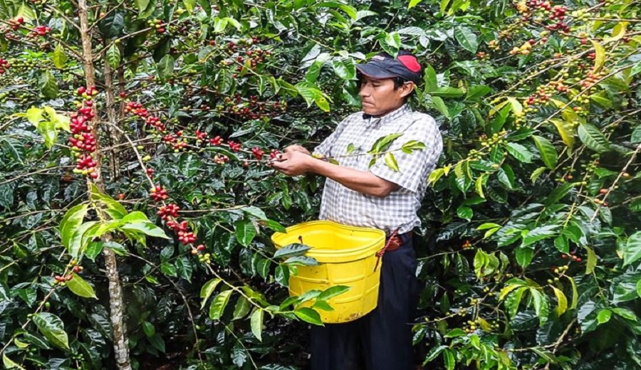 Día del Campesino conozca la comunidad que huyó del terror y ahora produce café libre de deforestación