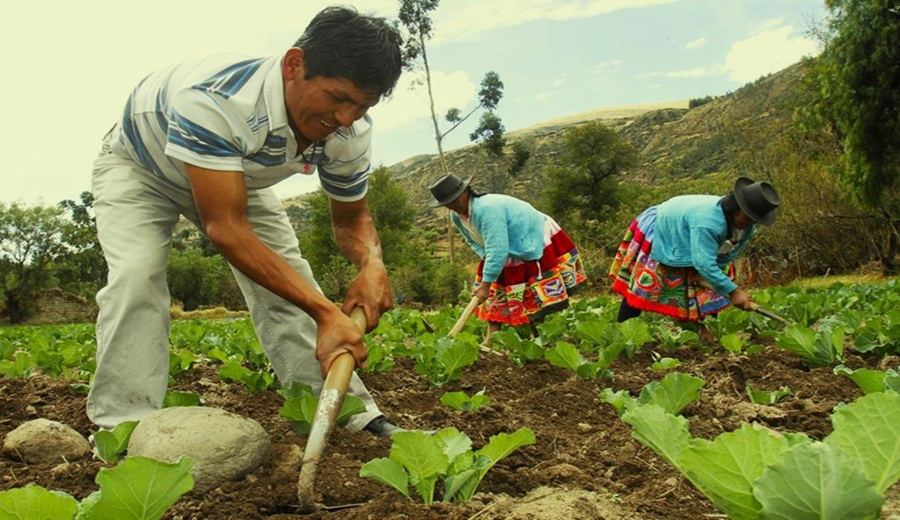 El mercado de carbono La nueva forma de revolución del agro peruano
