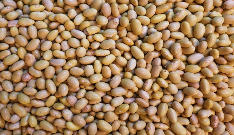 En los mercados mayoristas hubo ofertas de frijol, tomate, zanahoria, mandarina, plátano, palta y otros