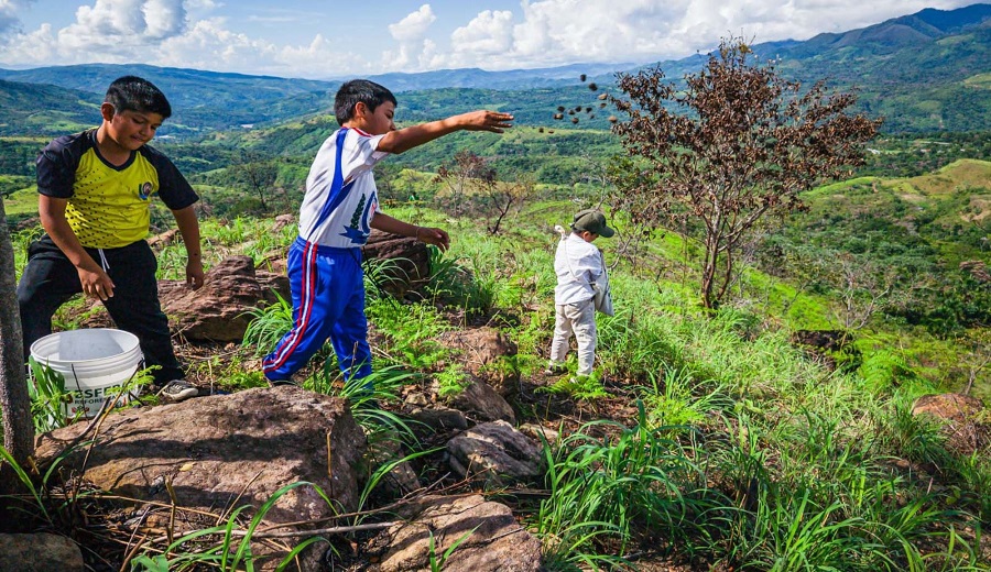 Esferas restauradoras reforestarán más de 2 mil hectáreas afectadas por incendios en la Amazonía