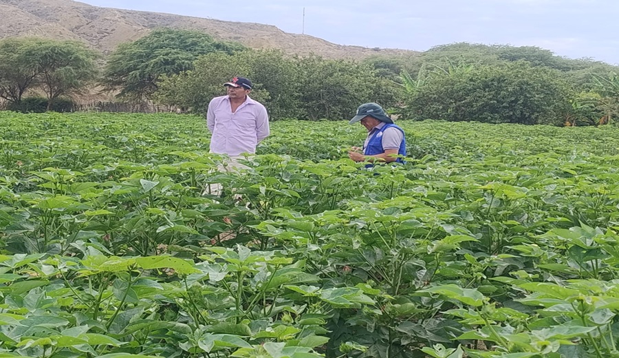 Gore Piura refuerza vigilancia técnica en cultivos de Algodón Pima en Talara