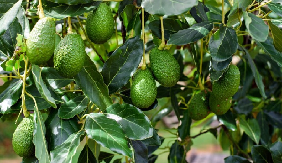 Grupo Virú proyecta superar los US$ 600 millones impulsado por la demanda de palta y arándano