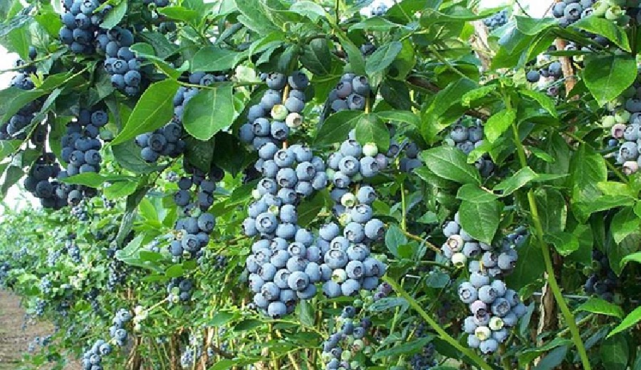 Inka’s Berries amplía producción de arándanos en Ica y proyecta récord de exportación