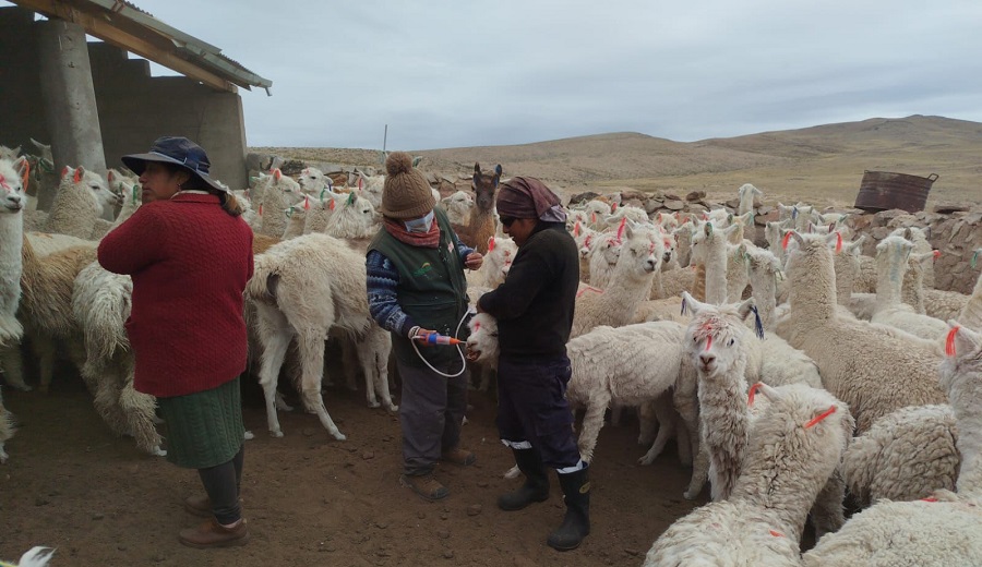 MIDAGRI Continúa trabajando frente a las heladas en Arequipa en favor de los pequeños productores