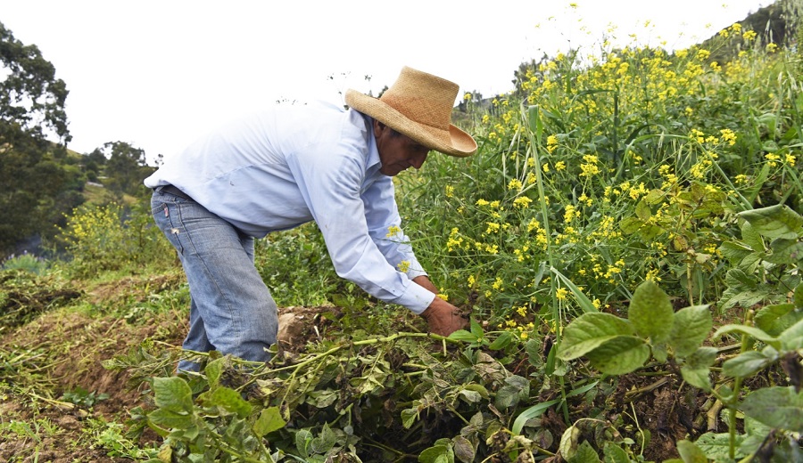 MIDAGRI Encuesta Nacional de Intenciones de Siembra proyecta crecimiento de cultivos en 5,4% en la campaña agrícola 20252026