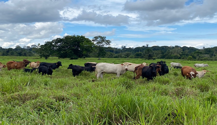 MIDAGRI impulsa la Ganadería Sostenible con el I Congreso Internacional de Brangus Perú 2025
