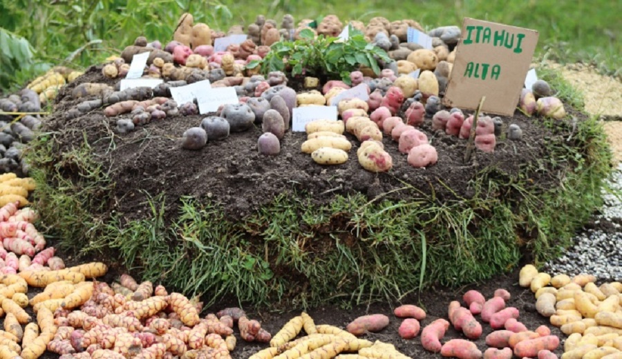 MIDAGRI reconoce a Chacoche en Apurímac como la onceava Zona de Agrobiodiversidad