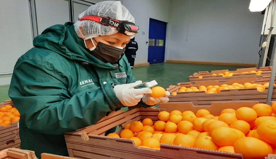 MIDAGRI regiones de costa y selva lideraron exportaciones agrarias en primer cuatrimestre del año