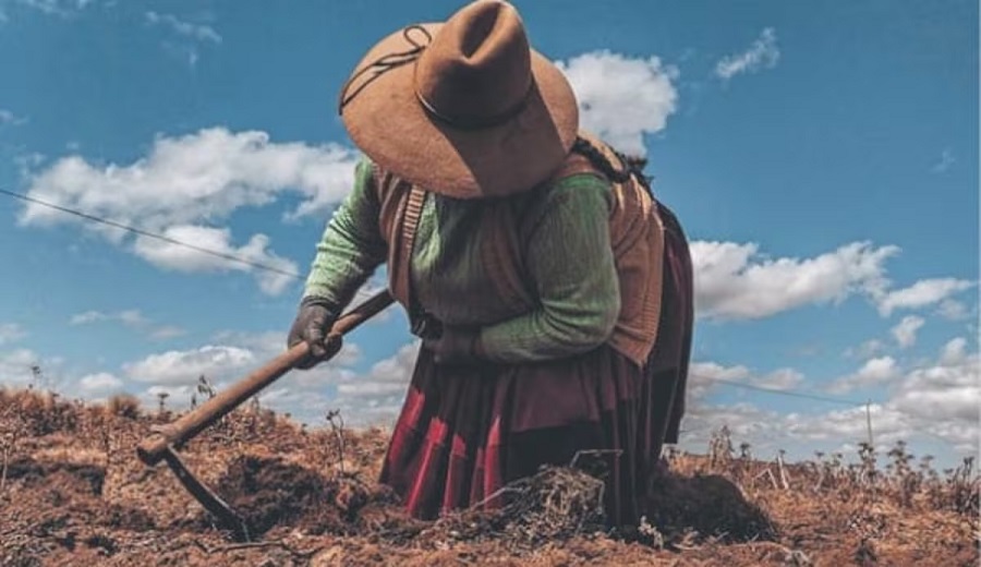 Más de 32 mil hectáreas de cultivos están en riesgo por heladas en Arequipa