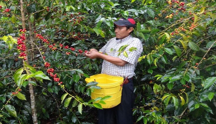 Nueva Ley Agraria busca fortalecer la pequeña agricultura y dinamizar las exportaciones
