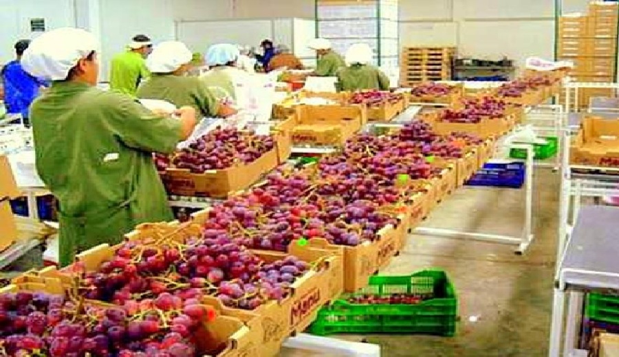 Nueva Ley Agraria impulsará la reactivación del sector agroexportador, según Adex
