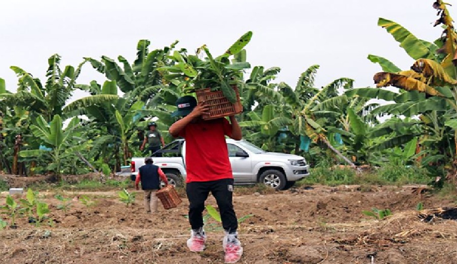 Tecnología Agraria Midagri instala parcelas de investigación para reducir plaga que daña a bananos