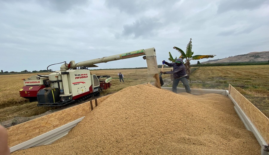 Valle de Tambo registra cosecha récord de arroz con respaldo de Southern Perú